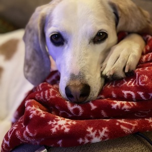 Fundraising Page: Amber Ford